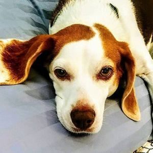 Meet your Posher, Manuel